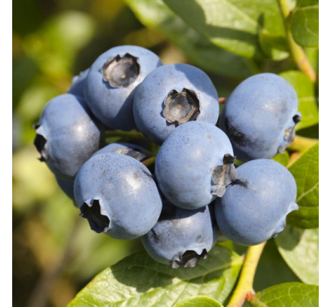 Саженцы голубики сорт "Беркли", 2-летние горшок 2л