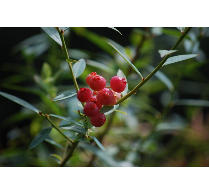 Саженцы голубики сорт "Розовый Лимонад" 2-летн, конт. C3