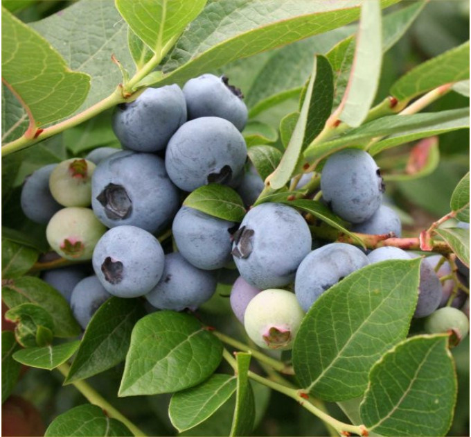 Голубика "Бригитта Блю" 2,5-летняя в конт.2л