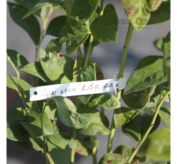 Саженцы голубики сорт "Блюголд" 2 летние, конт. 2 л