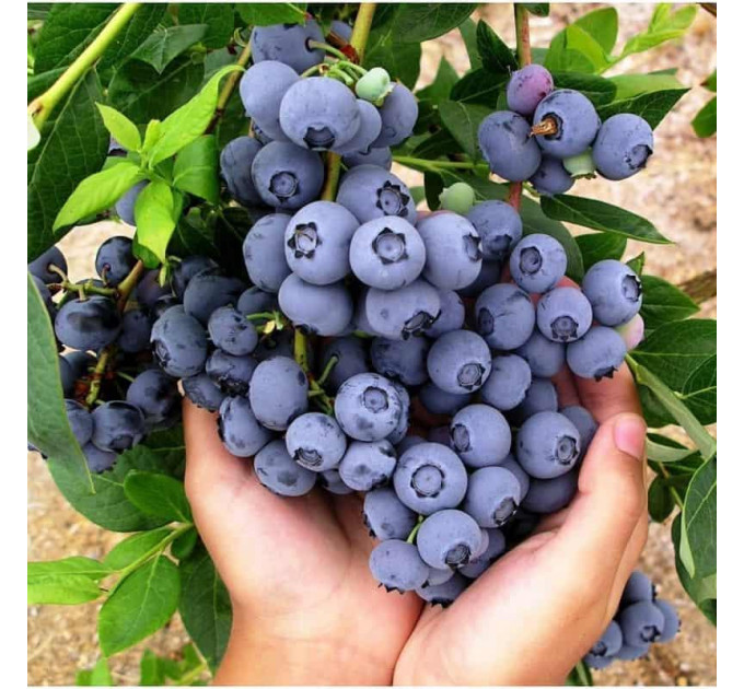 Голубика "Дюк" 2-летние в контейнт. 1,1 л