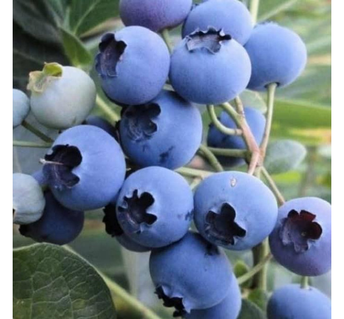 Саженцы голубики Нельсон 1.5 лет контейнер 2 л