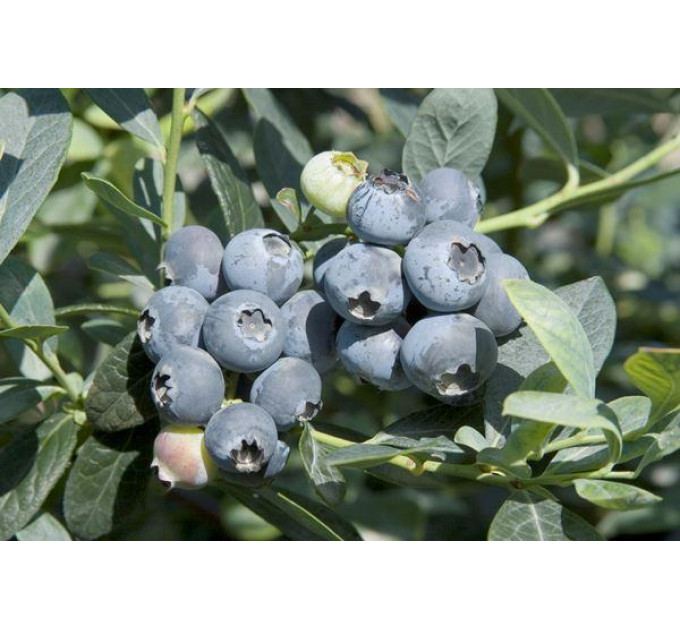 Саженцы голубики сорт "Бригитта Блю" 2-летние контейнер 2 л