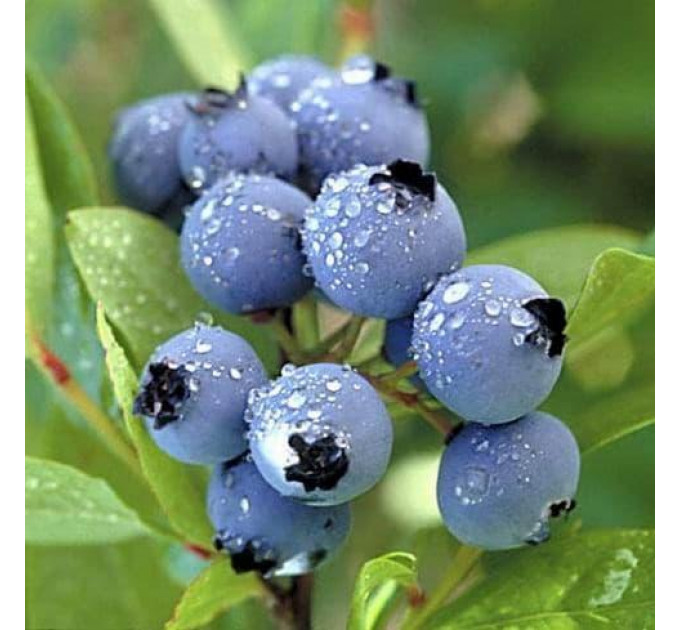 Голубика "Бригитта Блю" 2,5-летняя в конт.2л