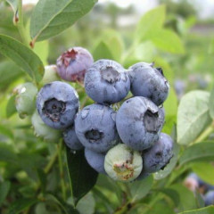 Саженцы голубики сорт "Блюэтта", 2 лет контейнер 2 л