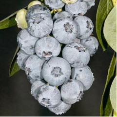 Саженцы голубики сорт "Блюголд" 2 летние, конт. 2 л