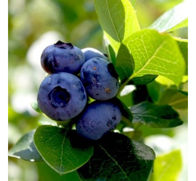 Саженцы голубики Нельсон 1.5 лет контейнер 2 л