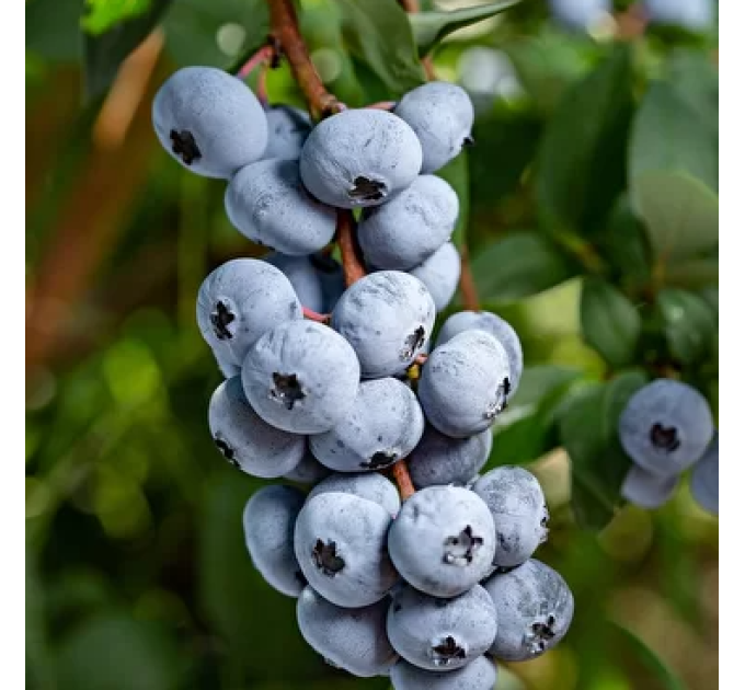 Голубика сорт "Чандлер" 2-лет. С3