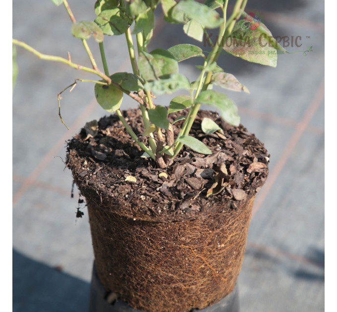 Саженцы голубики сорт "Блюголд", 2 летние, конт. 1.5 л