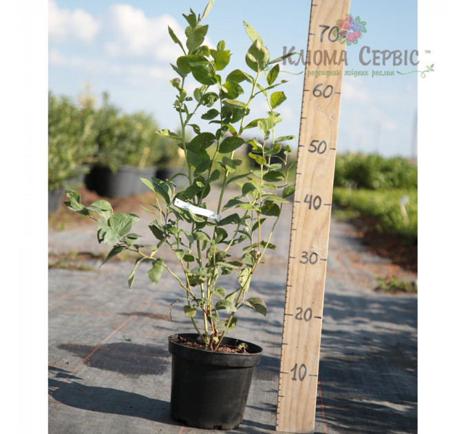 Саженцы голубики сорт Блюкроп, 2 года C3