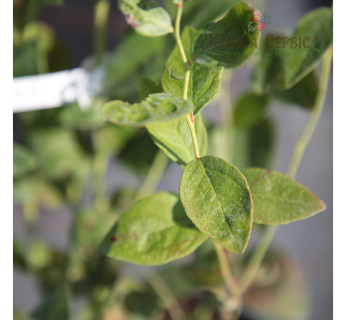 Саженцы голубики сорт "Блюголд", 2 летние, конт. 1.5 л