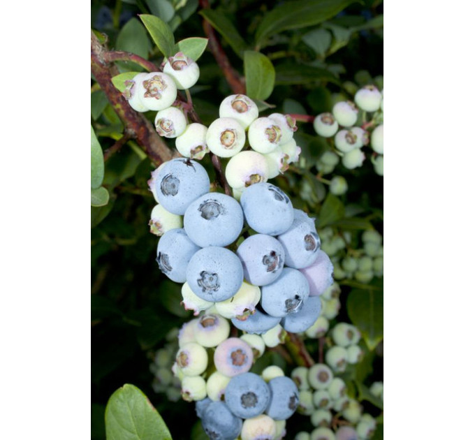 Голубика сорт "Чандлер" 2-лет. С3