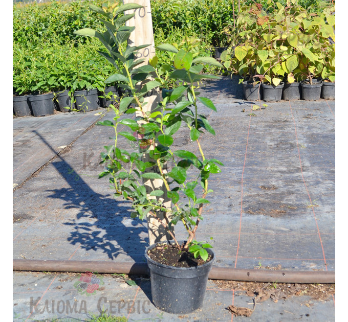 Голубика сорт "Чандлер" 2-лет. С3