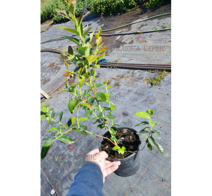 Голубика сорт "Чандлер" 2-лет. С3