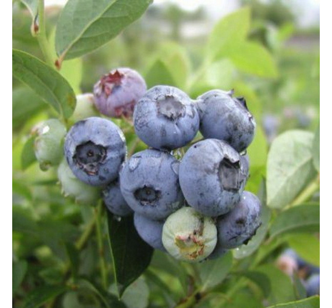 Саженцы голубики "Блюэтта" 2 летние, конт. 5 л