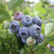 Саженцы голубики "Блюэтта" 2 летние, конт. 5 л