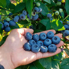 Саженцы голубики "Блюэтта" 2 летние, конт. 5 л