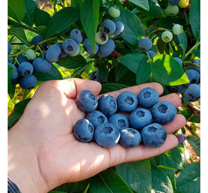 Саженцы голубики "Блюэтта" 2 летние, конт. 5 л