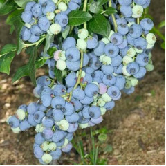 Саженцы голубики сорт Блюкроп, 2 года C3