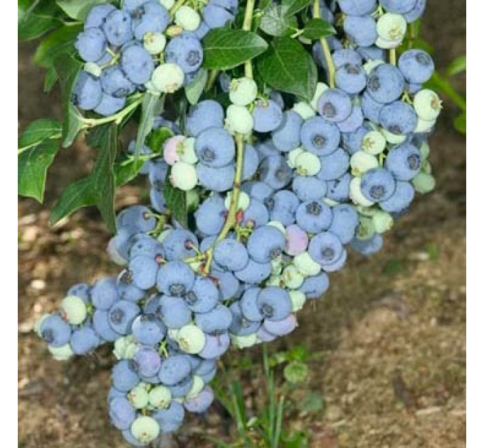 Саженцы голубики сорт Блюкроп, 2 года C3