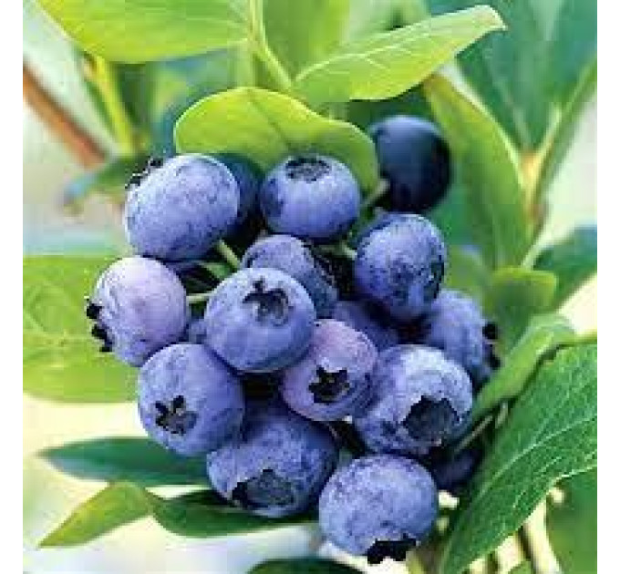 Саженцы голубики сорт "Голд Трауб", 2-лет горшок 2 л.