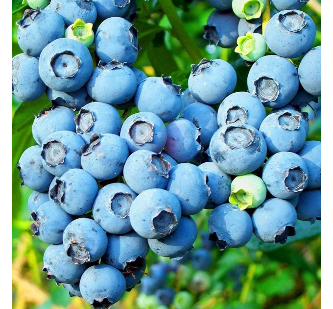 Саженцы голубики сорт "Голд Трауб", 2-лет горшок 2 л.