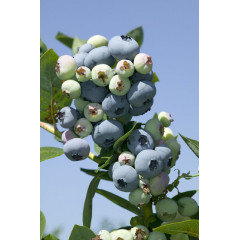 Голубика "Торо" 2-лет. в пакете 3,5 л