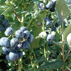 Саженцы голубики "Голд Трауб", 2-лет пакет 5 л