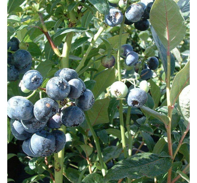 Саженцы голубики "Голд Трауб", 2-лет пакет 5 л