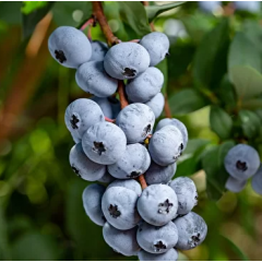 Голубика "Чандлер" 2 летняя, конт. 2 л