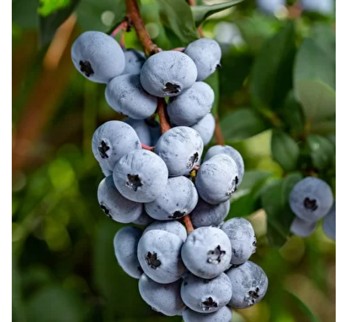 Голубика "Чандлер" 2 летняя, конт. 2 л