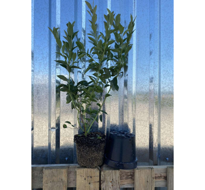 Голубика "Чандлер" 2 летняя, конт. 2 л