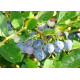 Саженцы голубики "Блюджей" 2 летние, конт. 5 л