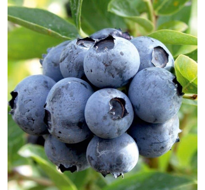 Голубика "Беркли" 2 летная, конт. 5 л