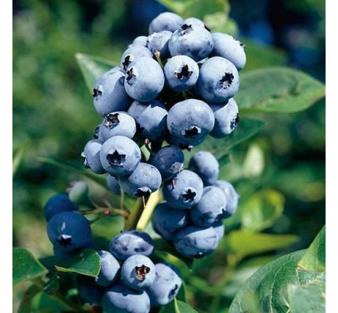 Саженцы голубики "Блюджей" 2 летние, конт. 5 л