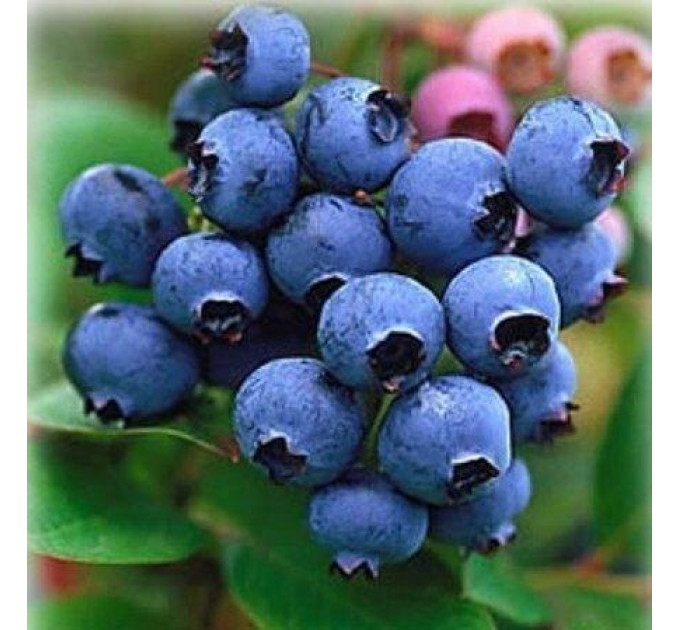 Голубика "Спартан", 2-лет. в конт. 2л