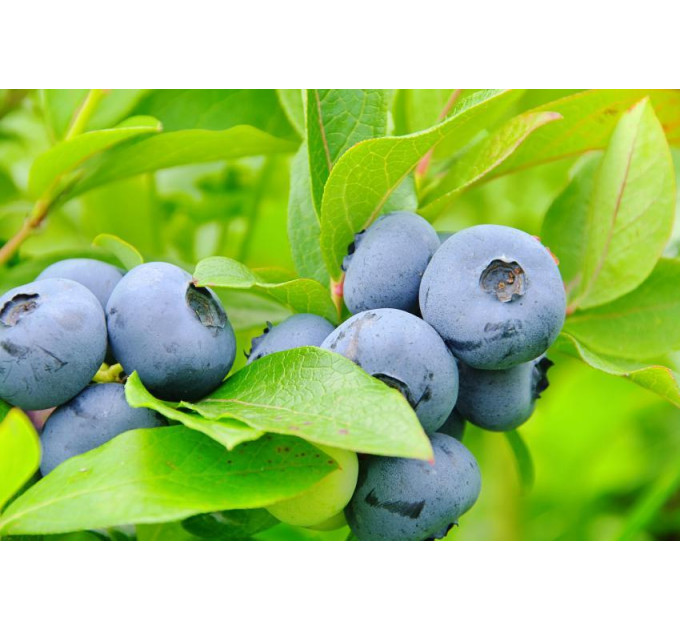 Голубика "Торо" 2-лет. в конт. 1.5 л