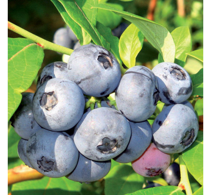 Голубика "Торо" 2-лет. в конт. 1.5 л