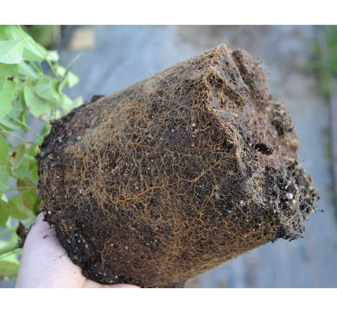 Голубика "Блюкроп" 2 летняя, конт. 2 л