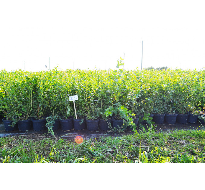 Голубика "Блюкроп" 2 летняя, конт. 2 л