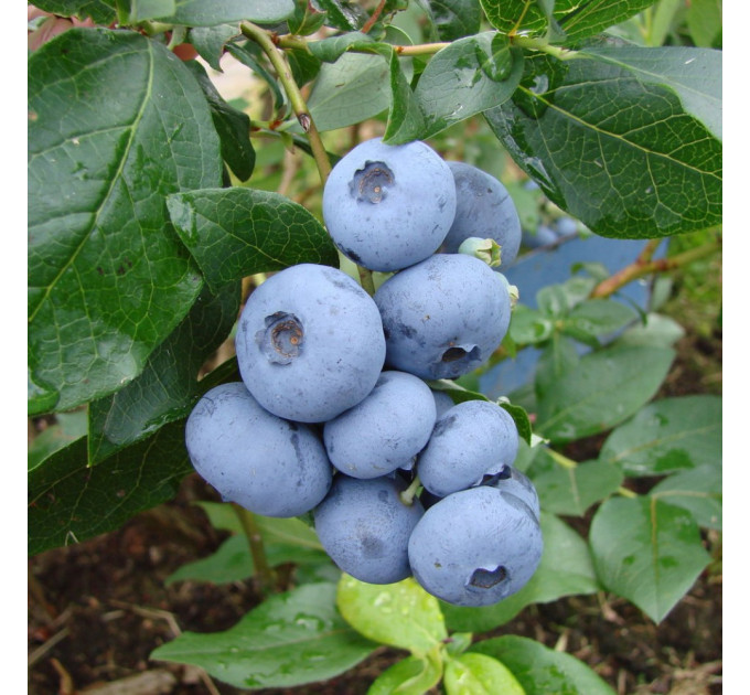 Голубика сорт Патриот (Patriot) 2 летняя, конт. 2 л (круглый)