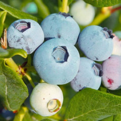 Голубика сорт Озарк Блю, 2 лет 1.5 л