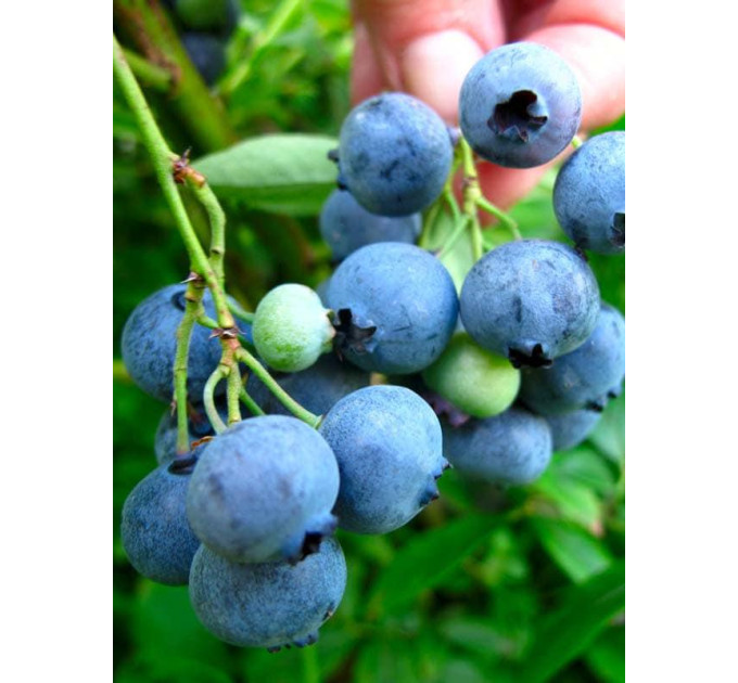 Саженцы голубики сорт "Санрайз", 2 лет пакет 5 л