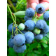 Саженцы голубики сорт "Санрайз", 2 лет пакет 5 л