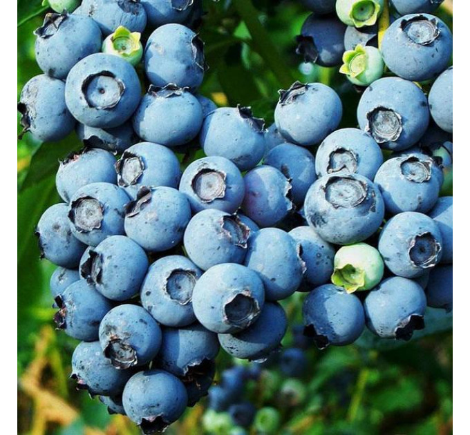 Саженцы голубики сорт "Санрайз", 2 лет пакет 5 л