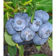 Голубика сорт Патриот (Patriot) 2 летняя, конт. 2 л (круглый)