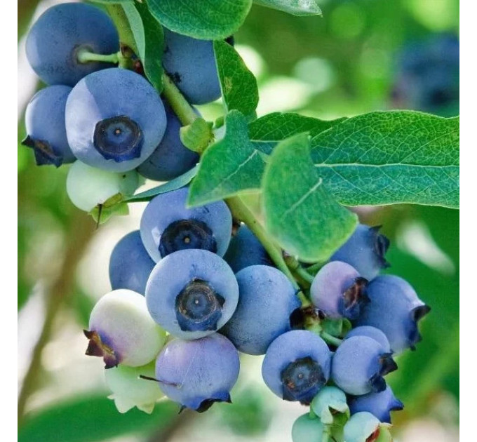 Саженцы голубики сорт "Сиерра" 3-летняя, конт. 7.5 л