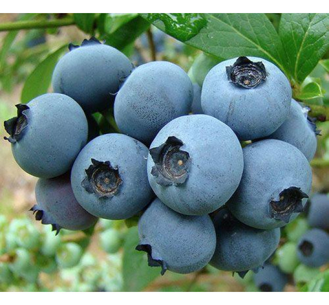 Голубика "Рубель" 3-летняя в конт.5л