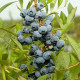Голубика "Рубель" 3-летняя в конт.5л