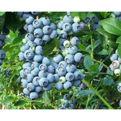 Голубика "Беркли", 3-лет. конт. 5 л